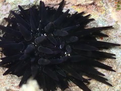 Echinometra oblonga