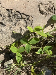 Teramnus labialis