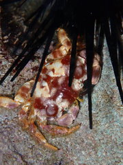 Juxtaxanthias intonsus