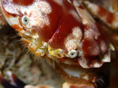 Juxtaxanthias intonsus