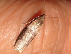 Sciota fumella