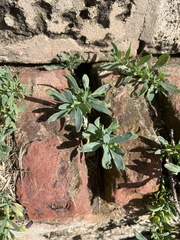 Heliotropium curassavicum