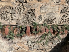 Heliotropium curassavicum