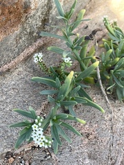 Heliotropium curassavicum