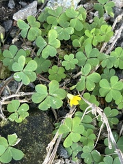 Oxalis corniculata