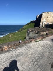Columba livia domestica