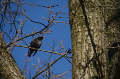 Sturnus vulgaris
