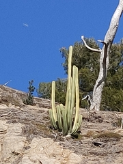 Trichocereus macrogonus