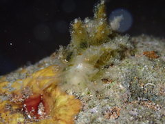 Polybranchia jensenae