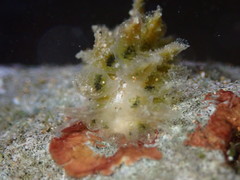 Polybranchia jensenae