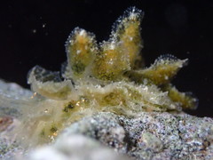 Polybranchia jensenae