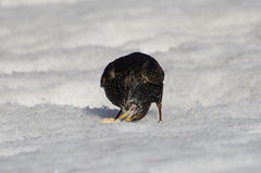Sturnus vulgaris