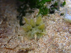 Polybranchia jensenae