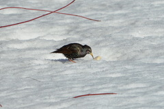 Sturnus vulgaris