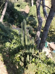 Trichocereus macrogonus