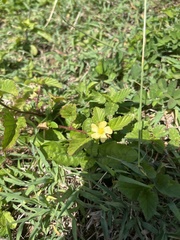 Malvastrum coromandelianum