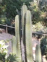 Trichocereus macrogonus