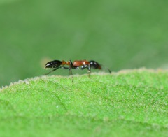 Pseudomyrmex championi