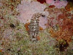Leptoplanoidea