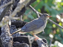 Turdus nigriceps