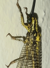 Banyutus lethalis