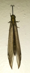 Banyutus lethalis