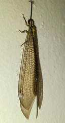 Banyutus lethalis