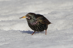 Sturnus vulgaris