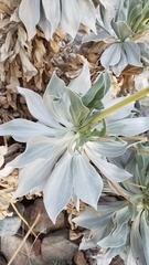 Enceliopsis covillei