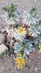 Enceliopsis covillei