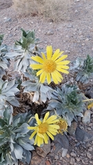 Enceliopsis covillei