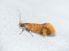 Promalactis procerella