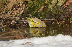 Chloris chloris