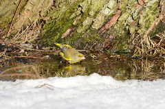 Chloris chloris