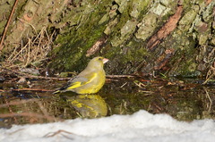 Chloris chloris