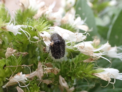 Tropinota squalida canariensis