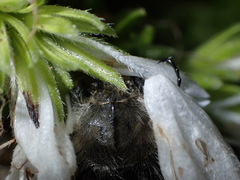 Tropinota squalida canariensis