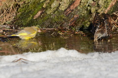 Chloris chloris