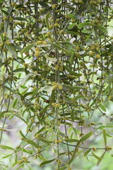 Phoradendron brachystachyum