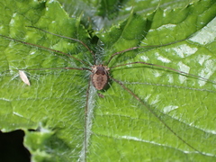 Bunochelis spinifera