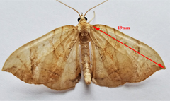 Eulithis gracilineata