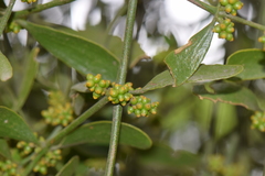 Phoradendron brachystachyum