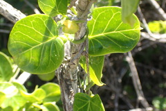 Cynanchum obtusifolium