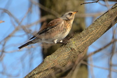 Turdus pilaris