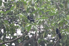 Lampropsar tanagrinus