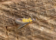 Schiffermuelleria schaefferella