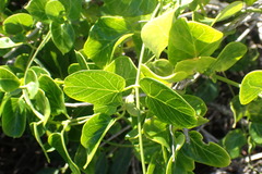 Cynanchum obtusifolium