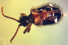 Ptinus tumidus
