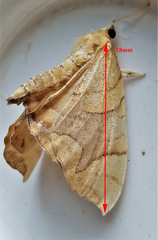 Eulithis gracilineata