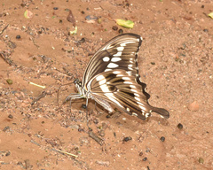 Papilio constantinus constantinus